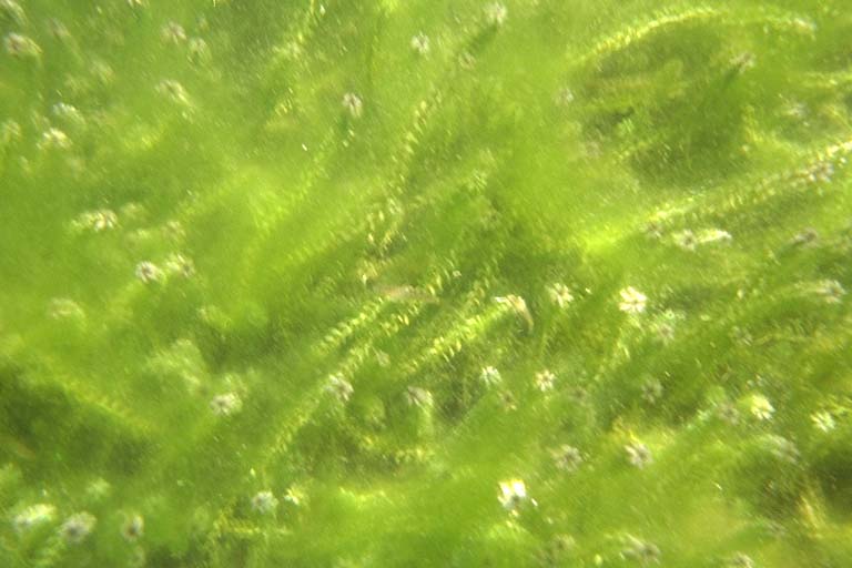 Picture: Algae